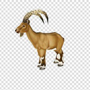 Tycoon 10" Goat REP HED Untkd