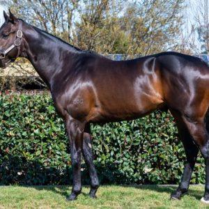 Tycoon B-STOCK Stud Dund Stan